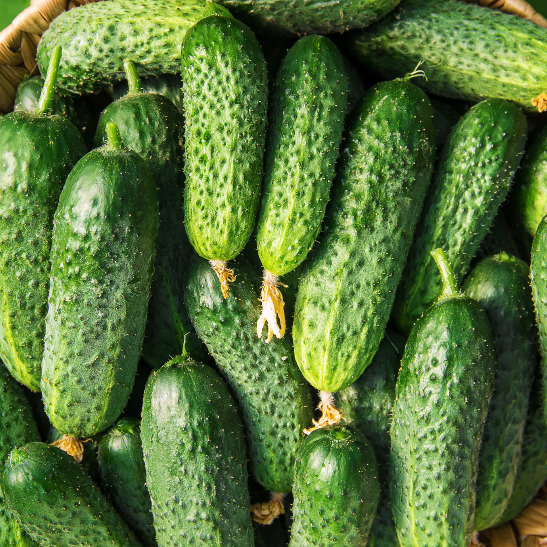 Ogorek gruntowy. 12,90 zl/kg