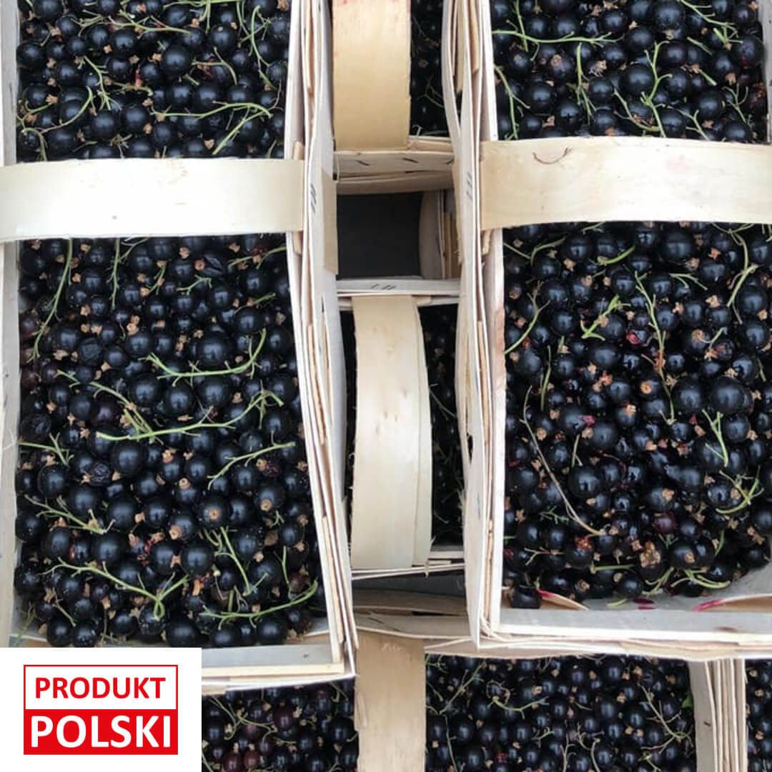 Porzeczka czarna - koszyk 2kg. 22,90 zl/kg